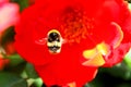 A Polizator Bee Flying Towards A Flower