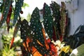 Polka dot begonias have unique silver spots on bright green leaves with red undersides