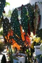 Polka dot begonias have unique silver spots on bright green leaves with red undersides