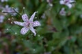 Polka dot Japanese toad lily Tricyrtis hirta top view space for text