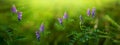 Polka dot mouse green flower background. landscape with purple flowers evening bright sun rays Royalty Free Stock Photo
