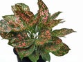 Polka Dot Plant.Aglaonema sp. in a potted isolated on white background