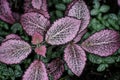 Polka Dot Plant - Green and Pink Variegated Leaves