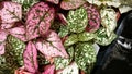 Polka dot plant, Hypoestes phyllostachya