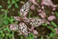 The polka dot plant. Pink and green leaves plant growth. Royalty Free Stock Photo