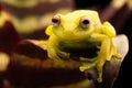 Polka dot tree frog Hypsiboas punctatus Royalty Free Stock Photo