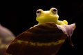 Polka dot tree frog Hypsiboas punctatus Royalty Free Stock Photo