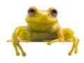 Polka dot tree frog, Hypsiboas punctatus Royalty Free Stock Photo