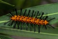 Polka-dot wasp moth