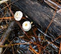 Polka Dotted Fungi Royalty Free Stock Photo