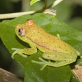 Polkadot Tree Frog on a leaf in a rainforest in Ecuador Royalty Free Stock Photo