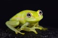 Polkadot treefrog Hyla punctata