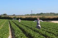 Polkadraai Strawberry picking farm in Cape Town Royalty Free Stock Photo