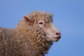 Poll Dorset Sheep Royalty Free Stock Photo