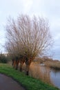 Pollad willows along Dutch canal Royalty Free Stock Photo