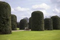 Pollard trees in Hyde-park Royalty Free Stock Photo