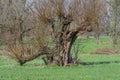 Pollard willow,common osierSalix viminalis