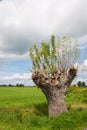 Pollard willow Royalty Free Stock Photo