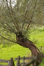 Pollard-willow with old wooden fence