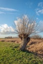 Pollard willow tree with leafless branches