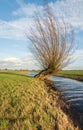 Pollard willow tree in a polder landscape