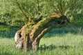 Pollard Willow Tree Salix viminalis,Rhineland,Germany Royalty Free Stock Photo