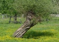 Pollard Willow Tree Salix viminalis,Rhineland,Germany Royalty Free Stock Photo