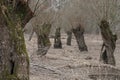 Pollard willow  trees in winter without leaves in a dry wetland on the edge of a nature reserve Royalty Free Stock Photo