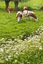 Pollard-willows, cow parsley and grazing cows