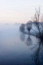 Pollard willows in the early morning mist at the bank of the river Kromme Rijn in Bunnik, The Netherlands Royalty Free Stock Photo