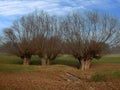 Pollard willows in fall landscape