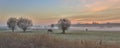 Pollard willows and horses sunrise
