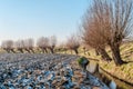 Pollard willows in a wintry landscape in Holland Royalty Free Stock Photo