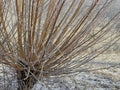 A pollarded basket-making willow tree during a cold winter morning, close-up Royalty Free Stock Photo