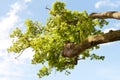 Pollarded oak tree resprouting Royalty Free Stock Photo