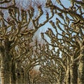 Pollarded plane trees forming tunnel in Zaragoza Royalty Free Stock Photo