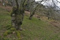 Pollarded Sessile Oak Woodland Royalty Free Stock Photo