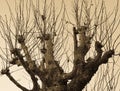 Pollarded tree, isolated against a  background with warm, antique look, cream filter Royalty Free Stock Photo