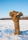 Pollarded willow in a Dutch snowy polder landscape Royalty Free Stock Photo