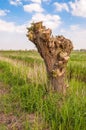 Pollarded willow in a rural environment Royalty Free Stock Photo