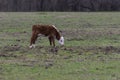 Polled Hereford calf grazing alone in pasture Royalty Free Stock Photo