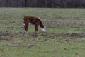 Polled Hereford calf grazing in pasture Royalty Free Stock Photo