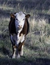 Polled Hereford calf portrait