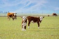 Polled Hereford calves in a field