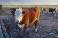 Polled Hereford calves in a trough in Argentine field