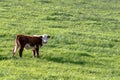 Polled Hereford heifer with blank area to right Royalty Free Stock Photo