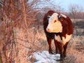 Polled Hereford Heifer