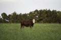 Polled Hereford heifer stands alone in field of tall bermudagrass