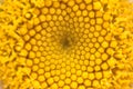 Pollen abstract