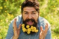 Pollen allergy. Taking antihistamines makes life easier for allergy sufferers. Man with yellow dandelions in beard